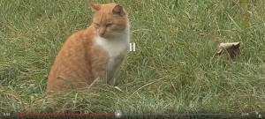 82_animals_cat_video